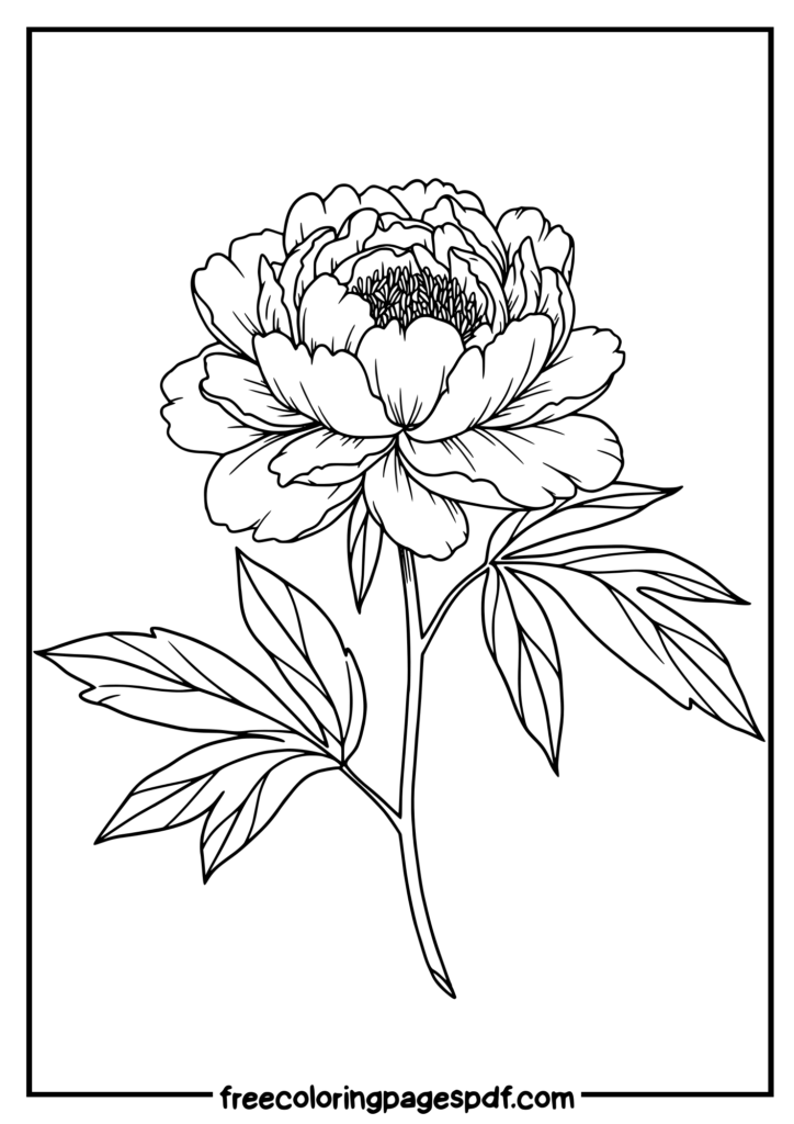 rose outline coloring page