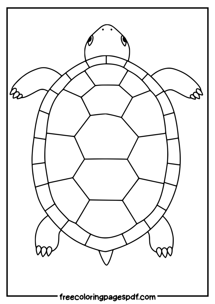 top view turtle shell coloring page